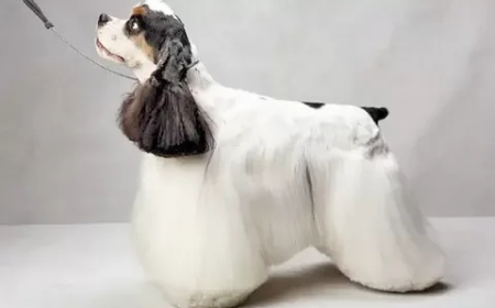 Cocker Spaniel Grooming Styles: A Guide for Pet Owners