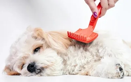 Franchise Opportunities for Dog Grooming in Texas