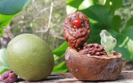 Unlocking the Power of 2 Mukhi Rudraksha: Benefits and Spiritual Significance