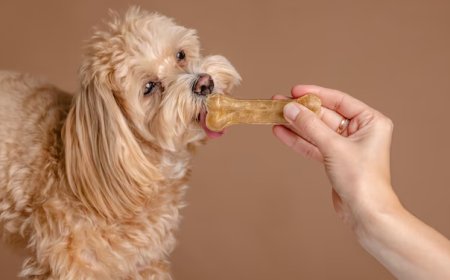 The Best Soft Dog Treats: A Comprehensive Guide to Choosing the Right Snack