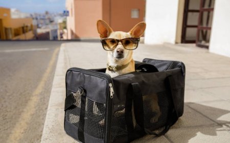 The Ultimate Guide to Picking the Right Dog Travel Suitcase