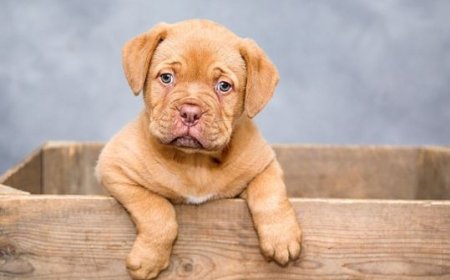 Treadmill for Dogs | Dog Treadmill for sale at Treadmillfordogs.com