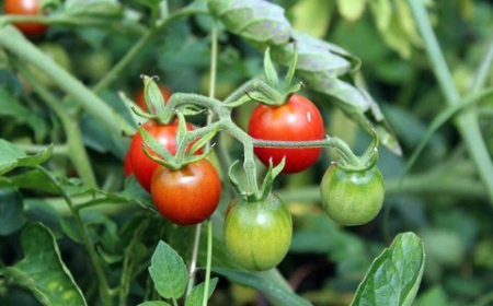 Everything About Growing Tomatoes in India the Right Way