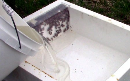 Cheapest Way to Feed Bees: A Step-by-Step Guide for Beginners