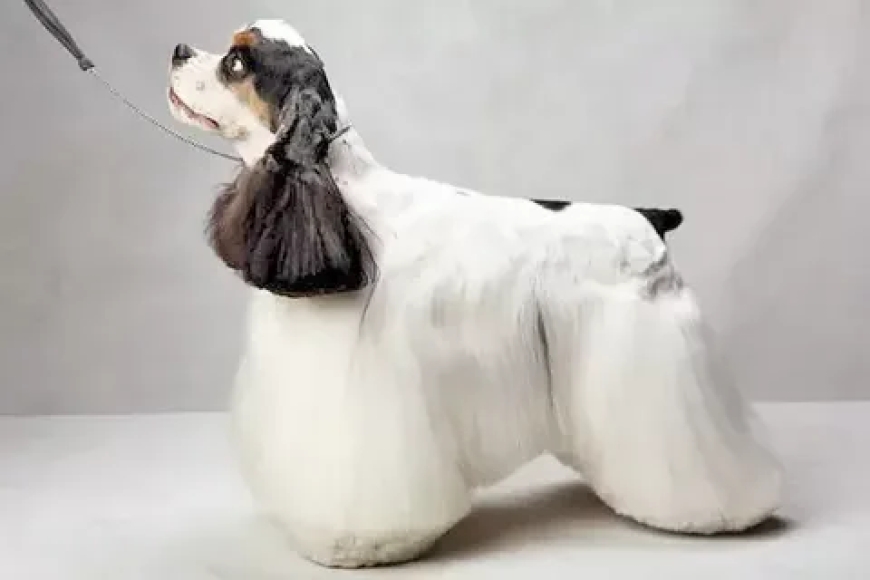 Cocker Spaniel Grooming Styles: A Guide for Pet Owners