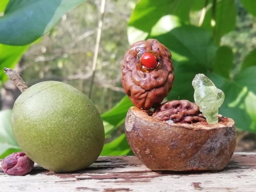 Unlocking the Power of 2 Mukhi Rudraksha: Benefits and Spiritual Significance