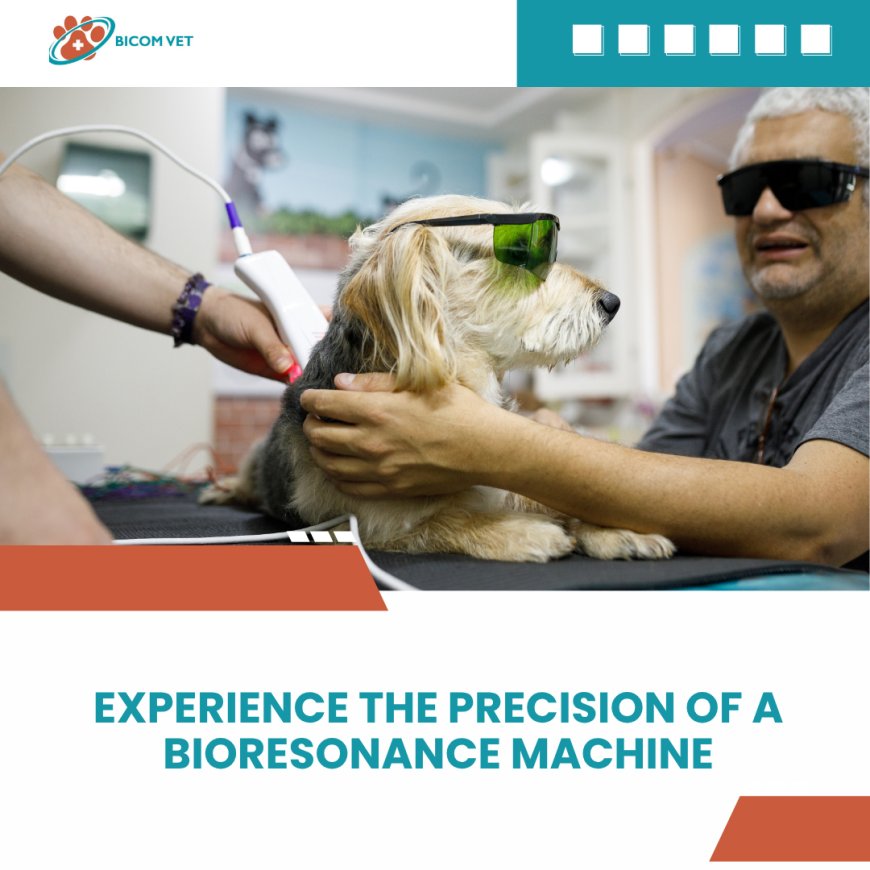 Finding the Right Vets Near Me: Why More Pet Owners Are Choosing Bioresonance.vet