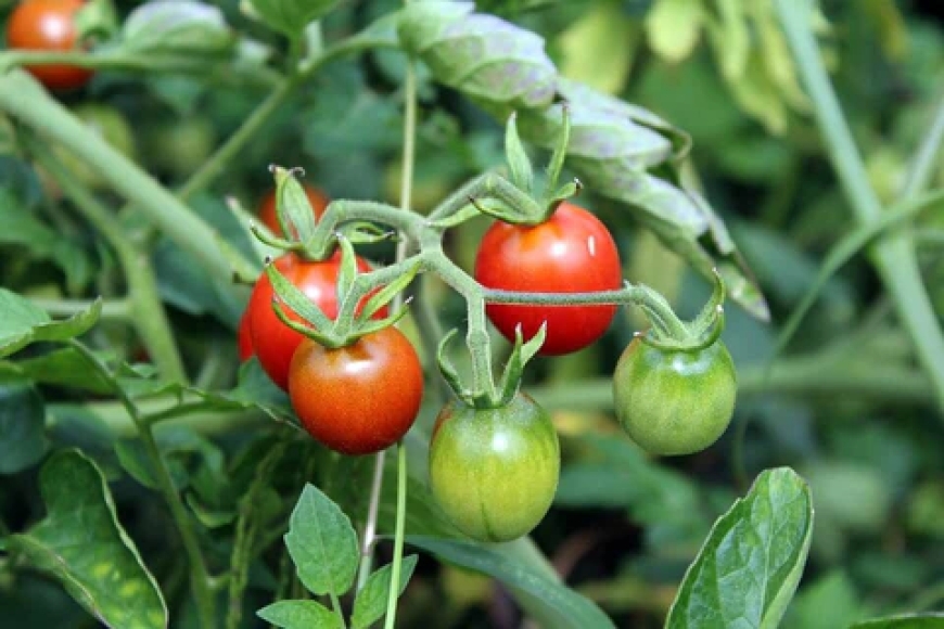 Everything About Growing Tomatoes in India the Right Way