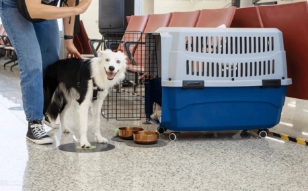 Why Every Pet Owner Needs a Dog and Carrier Combo for Modern Living