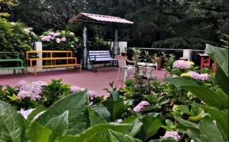 Experience the Ultimate Summer Getaway in Nainital – Unwind at The Willow Way