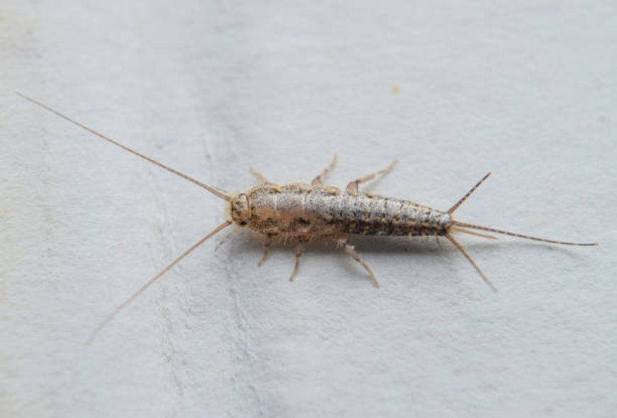 Perth’s Secret to Stress-Free Pest Control Revealed
