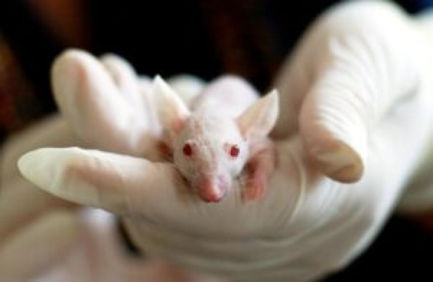 Struggling with Rodents? Try These Control Services in Melbourne